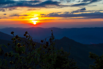 Sunset beautiful and silhouette of nature
