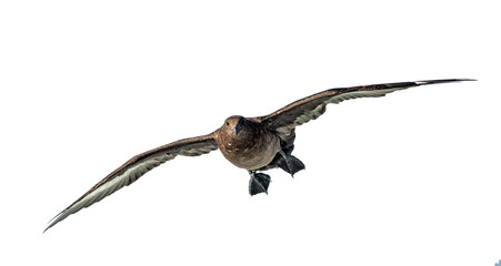 Great Skua in flight. Front view on white background. Scientific name:  Catharacta skua.