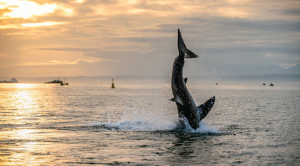 Jumping Great White Shark.   Scientific name: Carcharodon carcharias. South Africa