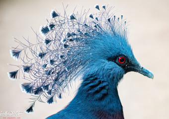 portrait of blue bird