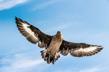 Fototapeta premium Great Skua in flight on blue sky background. Scientific name: Catharacta skua. Bottom view.