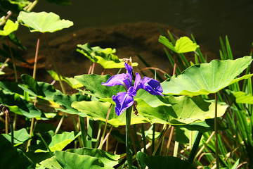 A purple water iris rising from the pond.