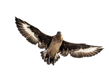 Great Skua in flight. Bottom view on white background. Scientific name:  Catharacta skua.
