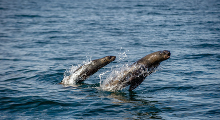 Fototapeta premium Seals swim and jumping out of water. Jumping Cape fur seal. Scientific name: Arctocephalus pusillus pusillus. South Africa.