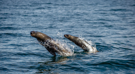 Fototapeta premium Seals swim and jumping out of water. Jumping Cape fur seal. Scientific name: Arctocephalus pusillus pusillus. South Africa.