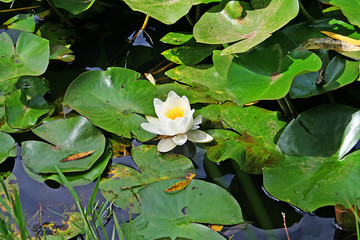 A waterlily in a water garden.