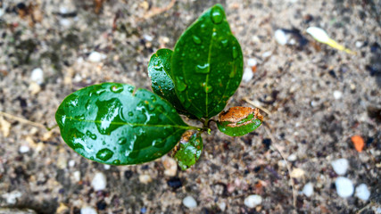 Leaf on stone