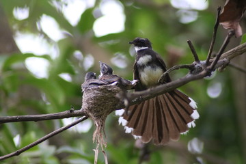 Fantail Flycatchers