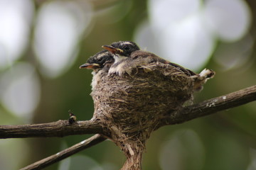 Fantail Flycatchers baby