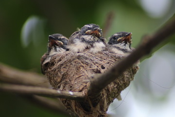 Fantail Flycatchers baby