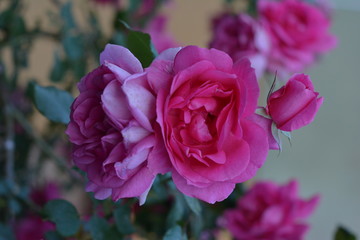 pink rose in the garden