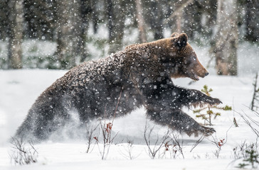 rown bear running on the snow in the winter forest. Snowfall. Scientific name:  Ursus arctos. Natural habitat. Winter season.