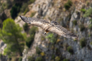 Griffon vulture (gyps fulvus) in flight, Alcoy.