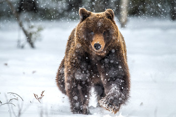Brown bear running on the snow in the winter forest. Front view. Snowfall. Scientific name:  Ursus arctos. Natural habitat. Winter season.