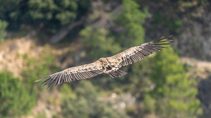 Griffon vulture (gyps fulvus) in flight, Alcoy.