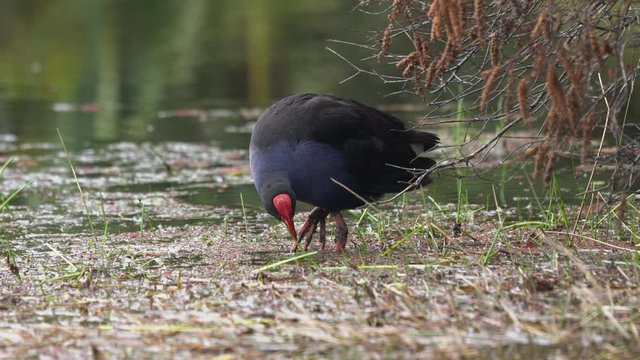 A Pukeko (Swamp Hen) wading in a pond in New Zealand