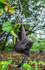 The Celebes crested macaque on the tree. Green natural background. Crested black macaque, Sulawesi crested macaque,  or the black ape. Natural habitat. Sulawesi. Indonesia.