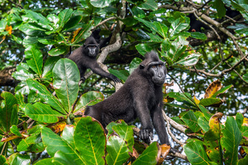 The Celebes crested macaque on the tree.  Green natural background.   Crested black macaque, Sulawesi crested macaque, or the black ape. Natural habitat. Sulawesi. Indonesia.