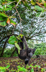 The Celebes crested macaque on the tree.  Green natural background.   Crested black macaque, Sulawesi crested macaque, or the black ape. Natural habitat. Sulawesi. Indonesia.