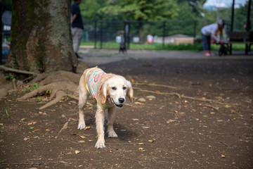 昭和記念公園_ゴールデンレトニエル