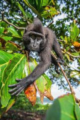 The Celebes crested macaque on the tree.  Green natural background.   Crested black macaque, Sulawesi crested macaque, or the black ape. Natural habitat. Sulawesi. Indonesia.