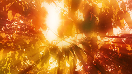 An abstract warm toned view of sun shinning through forest foliage.