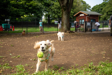 昭和記念公園_ゴールデンレトニエル
