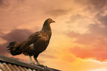 Hen on roof top at the morning