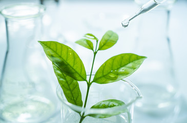 Researcher is dropping the reagent into test bigger. Biotechnology concept with scientist in lab