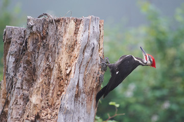 Woodpecker