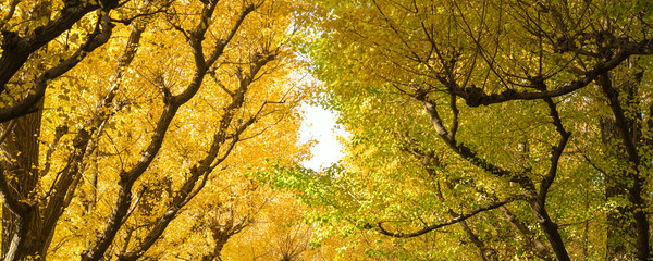 Autumn yellow ginkgo trees background　黄色に色づく秋のイチョウ 背景