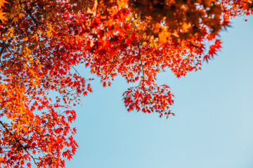 Autumn red maple leaves and blue sky background