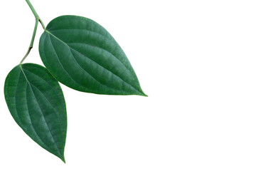 Fototapeta na wymiar Green pepper or piper nigrum linn leaf isolated on white background.