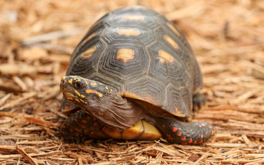 Turtle 