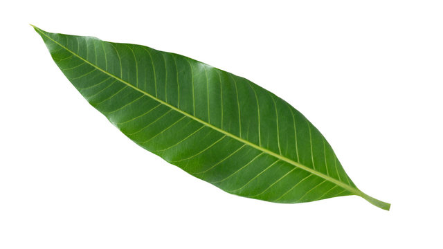 Mango leaf isolated on white background with clipping path,Mangifera Indica
