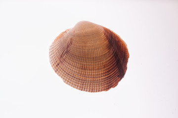 Clam Shell on White