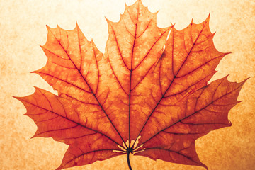 Orange Maple Leaf on an Orange Background