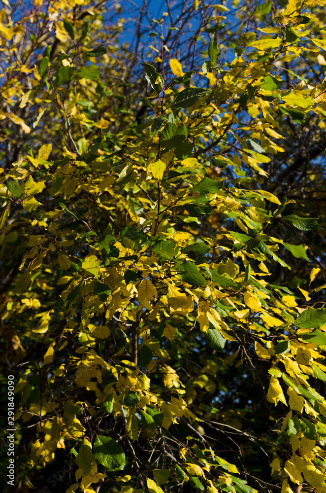 Wall mural yellow plum leaves in autumn