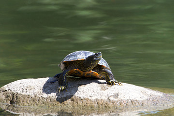 One slider turtle sunning on a rock, looking to viewers right. also known as the red-eared...