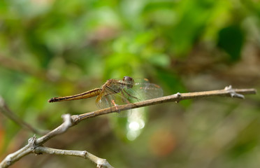 Dragonfly hold on brown stick (closeup Macro shot)