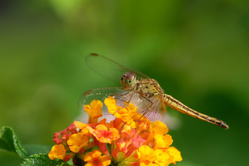 Dragonfly hold on yellow Lantana camara (closeup Macro shot)