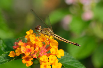 Dragonfly hold on yellow Lantana camara (closeup Macro shot)