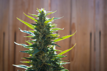 Cannabis Plants Growing in Garden