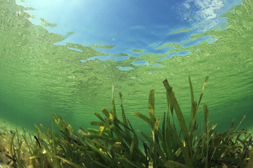 Fototapeta na wymiar Underwater background of green sea grass and blue water 