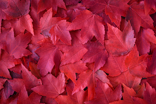 Fall background of red maple leaves from a top view