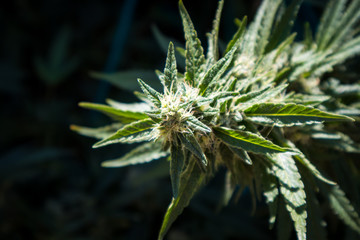 Cannabis Bud (Close Up)