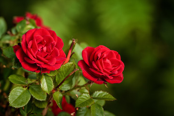 Two Roses In Bloom