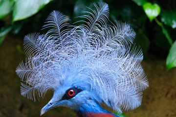 Jurong Bird Park, Singapore - JUNE 30, 2019: Scheepmaker's crowned pigeon © valleevalley