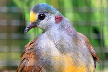 Jurong Bird Park, Singapore - JUNE 30, 2019: Sulawesi Ground-Dove