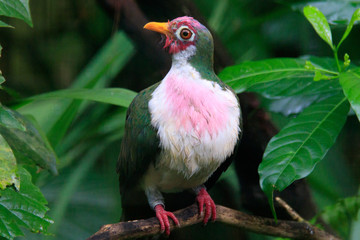 Jurong Bird Park, Singapore - JUNE 30, 2019: Jambu Fruit Dove